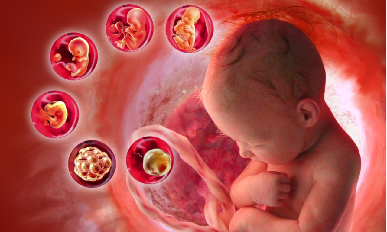 Человек в утробе матери. Период имплантации внутриутробного развития. Внутрецтробгый периоды.