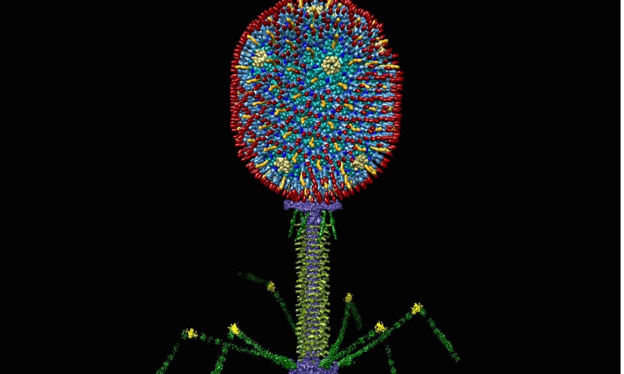 Бактериофаги - «идеальные хищники»